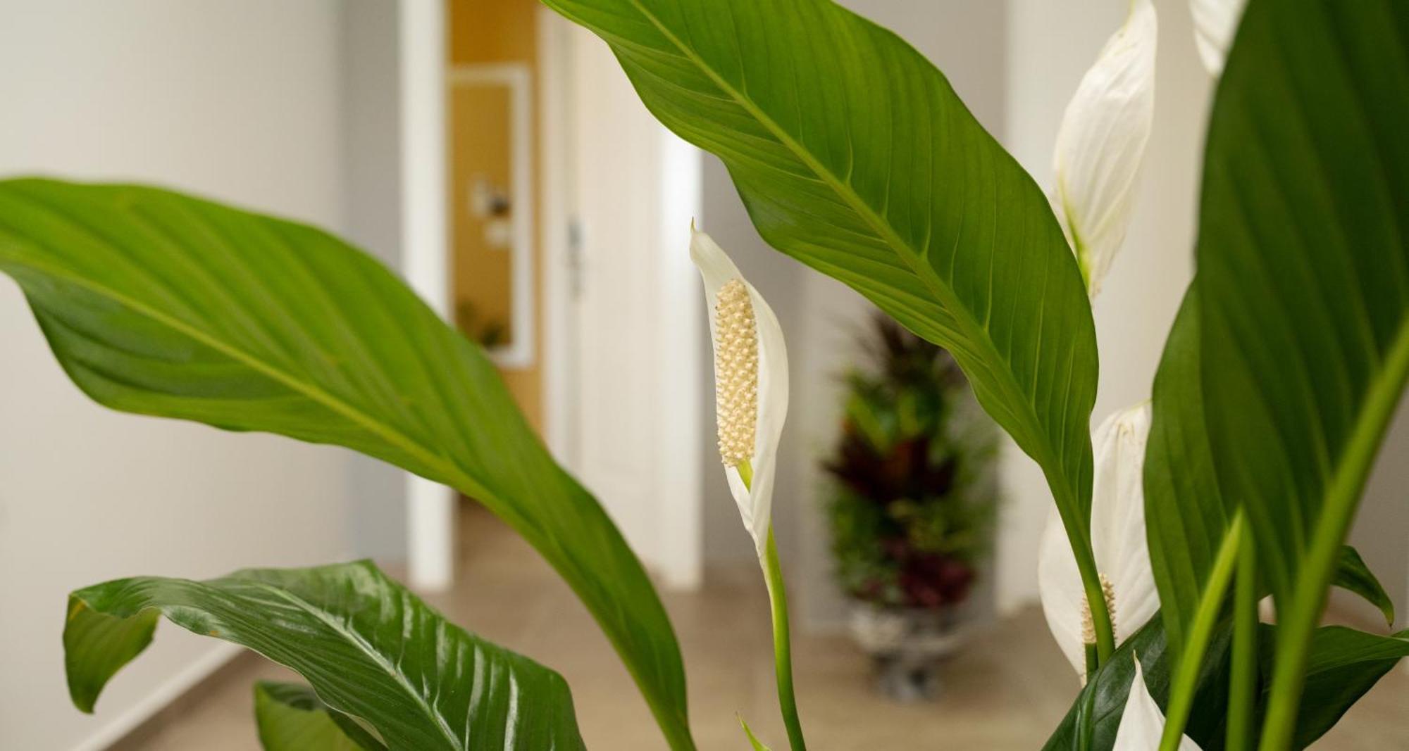Hotel Luris ゴーレム エクステリア 写真